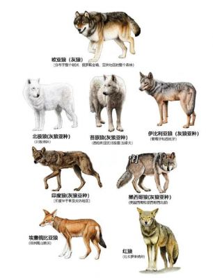 洛克王国稀有宠物大全