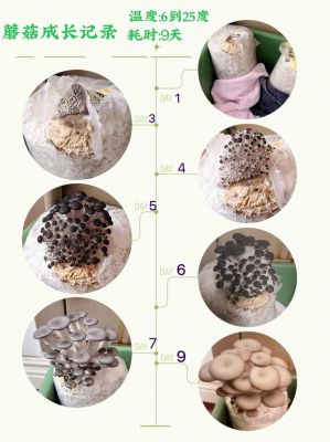 菇菇栽培研究室闪退黑屏问题详细解决办法[图]-手游攻略-游戏鸟...