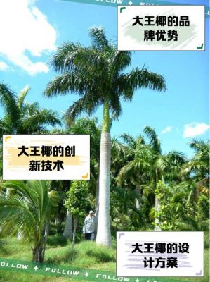 百年元邦和大王椰全屋定制哪家好?