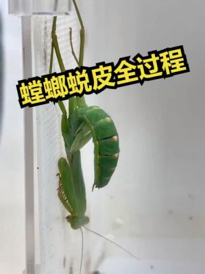 金翼螳螂破茧重生变成什么